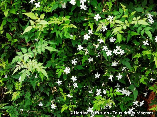 Jasmin blanc d'hiver: Comment réussir la plantation - Mon Jardin Ideal