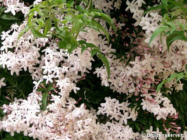 Jasmin polyanthum