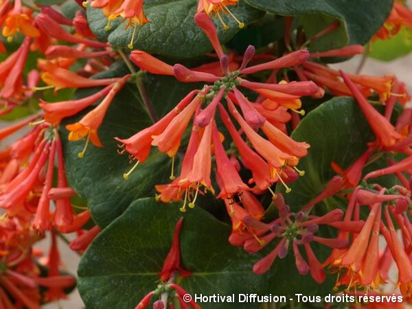 Chèvrefeuille hybride Dropmore Scarlet