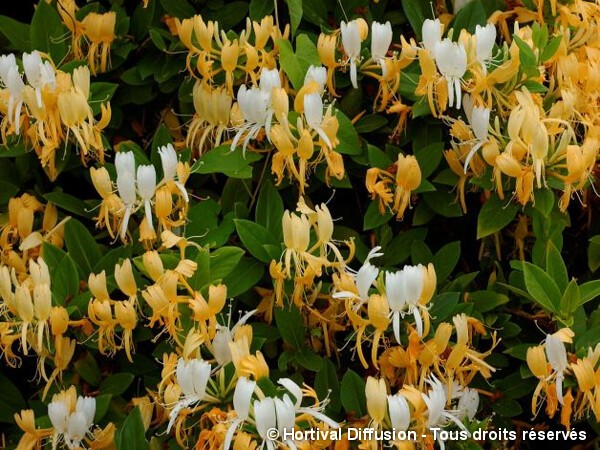 Chèvrefeuille du Japon Halliana