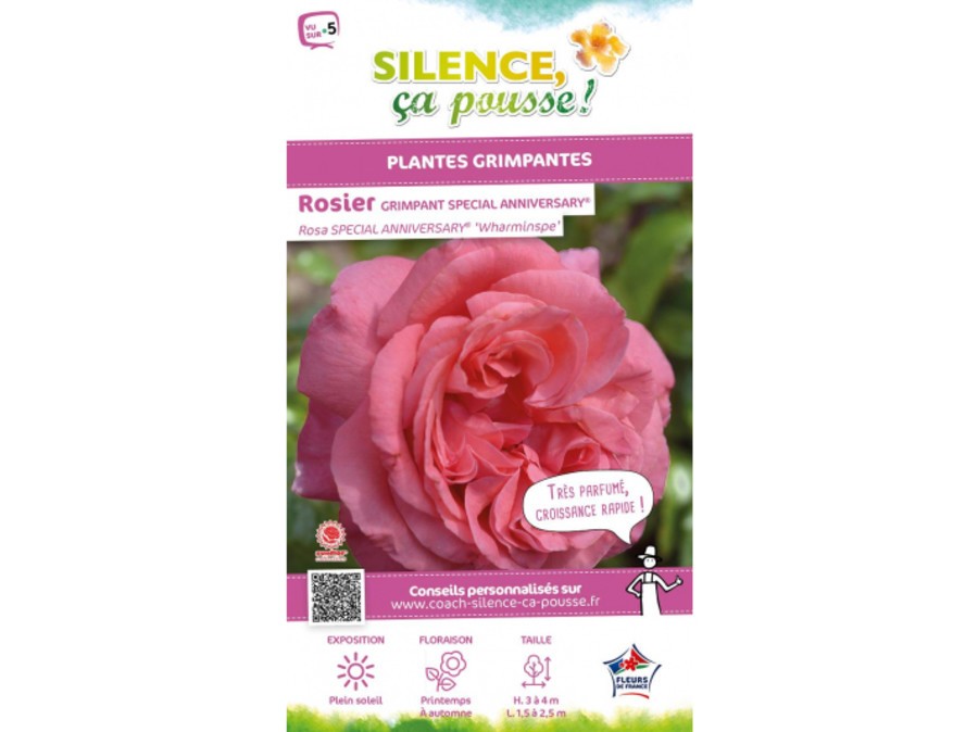 Rosier Grimpant Special Anniversary Silence Ca Pousse Rosier Grimpant Special Anniversary Silence Ca Pousse