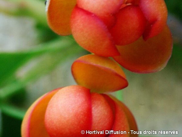 Schisandra à fleurs rouges