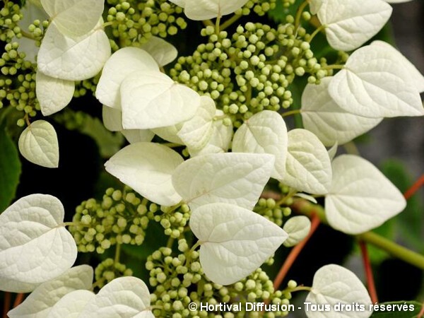 Schizophragma hydrangeoides