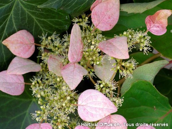 Schizophragma hydrangeoides ROSE SENSATION®