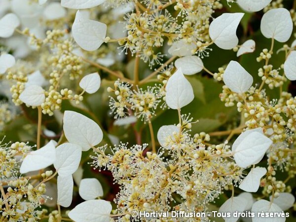 Schizophragma hydrangeoides SNOW SENSATION®