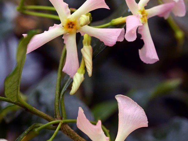 Jasmin étoilé d'Asie rose