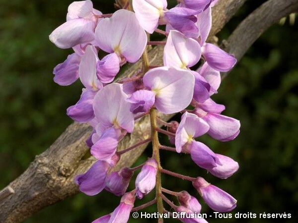 Glycine Caroline