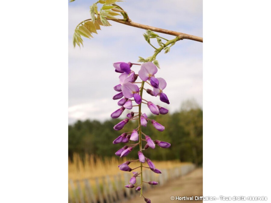 Glycine Caroline Silence Ca Pousse Glycine Caroline Silence Ca Pousse
