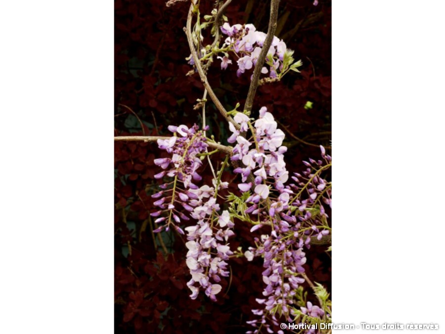 Glycine Caroline Silence Ca Pousse Glycine Caroline Silence Ca Pousse