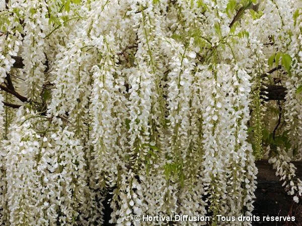 Glycine du Japon blanche = Shiro Noda