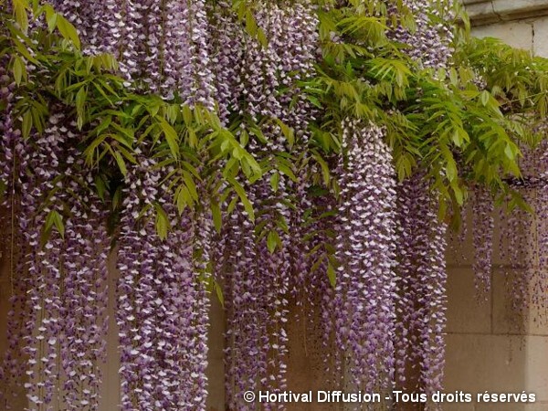 Glycine du Japon à longues grappes