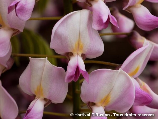 Glycine du Japon rose = Honbeni