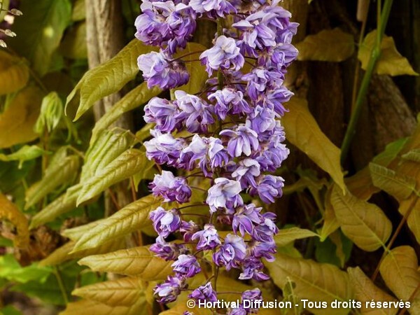 Glycine du Japon Violacea Plena = Black Dragon