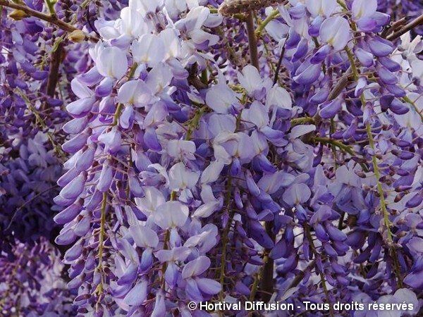 Glycine de Chine