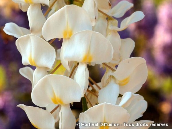 Glycine de Chine blanche