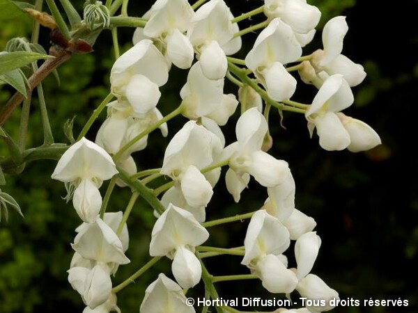 Glycine gracieuse blanche