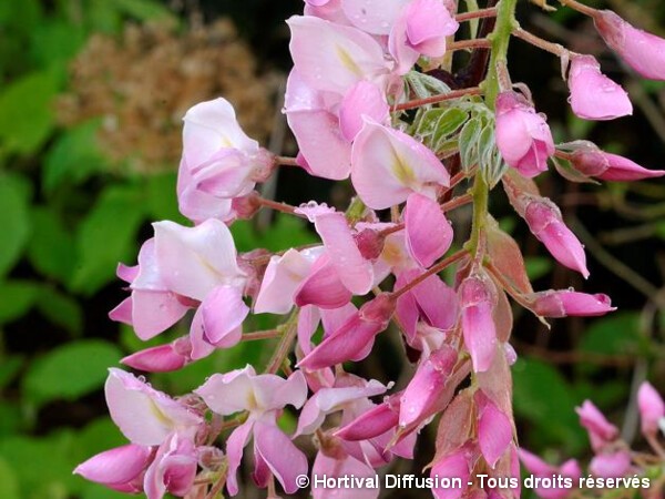 Glycine gracieuse Showa Beni