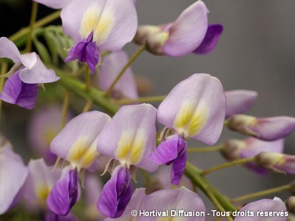 Glycine Hybride de formose Issai=Domino