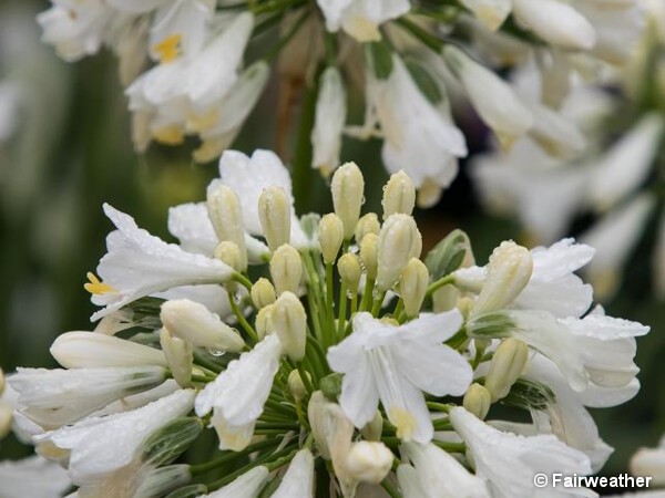 Agapanthe EVER WHITE®