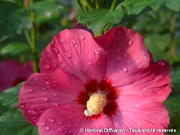 Hibiscus SUP'BRIDGE®, Althéa