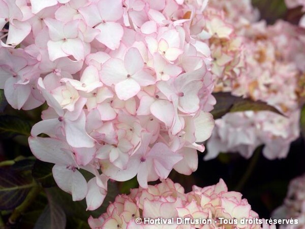 Hortensia DOLCE® FRANCE