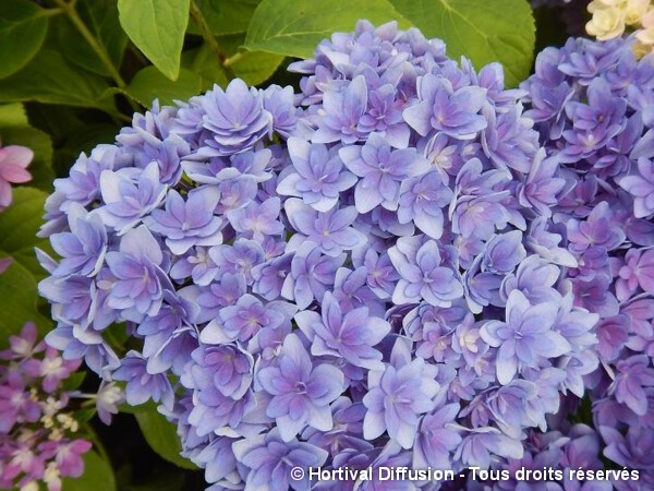 Hortensia STELLAR® BLUE