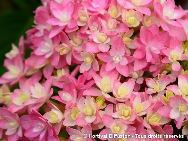 Hortensia STELLAR® Rose