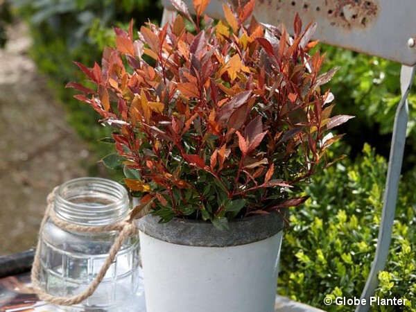 Photinia de Fraser CHICO®