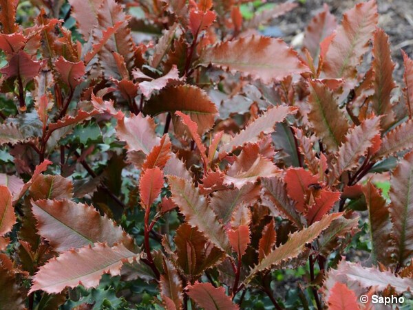 Photinia à feuilles dentées CRUNCHY®