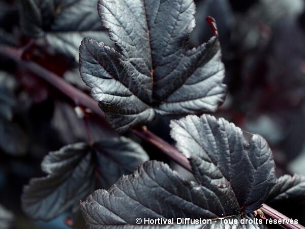 Physocarpus à feuilles d'obier BLACK LIGHT®