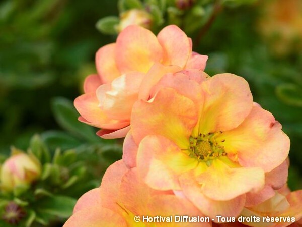 Potentille arbustive DOUBLE PUNCH® PEACH