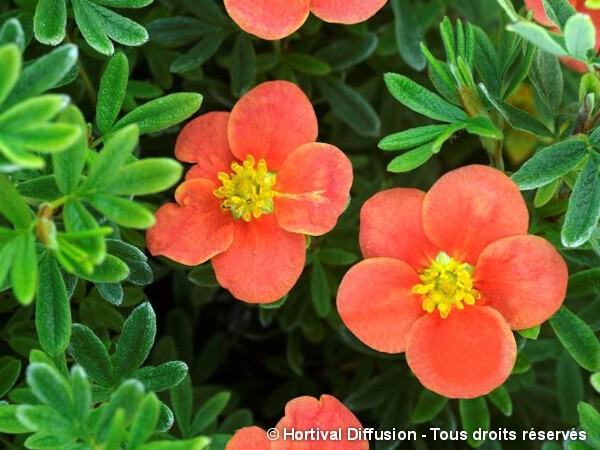 Potentille arbustive RED'ISSIMA®