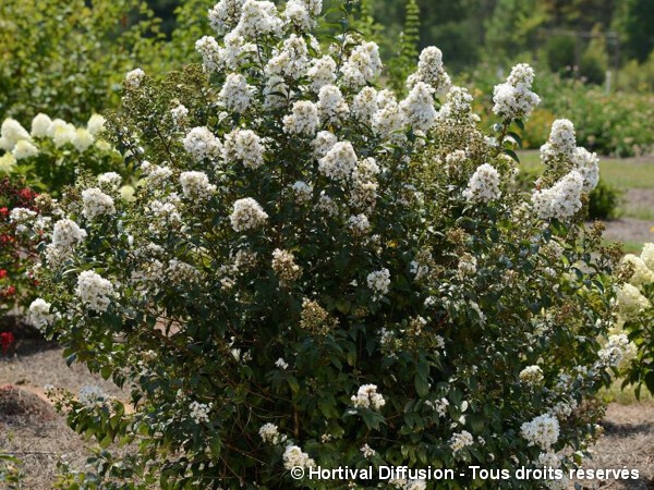 Lilas des indes ENDURING® WHITE, Lilas d'été