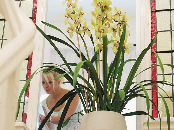 Cymbidium