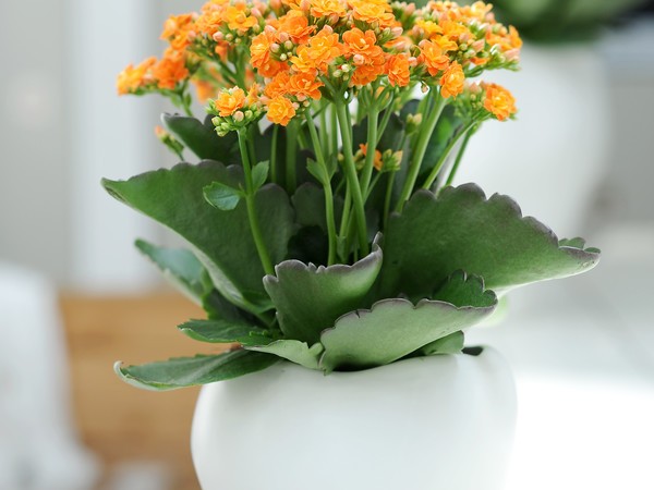 Kalanchoë