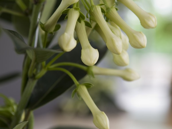 Jasmin  Silence, ça pousse !