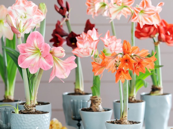 Amaryllis