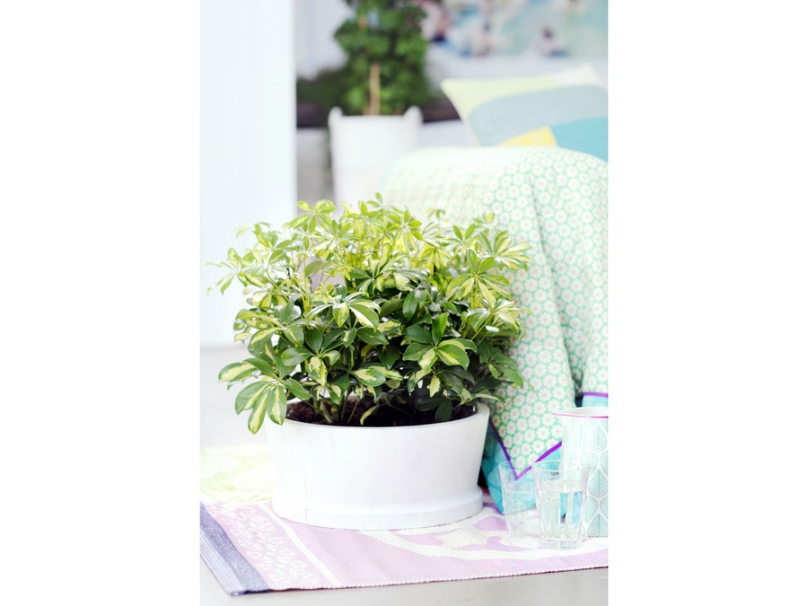 Schefflera : une plante verte d'intérieur robuste et décorative