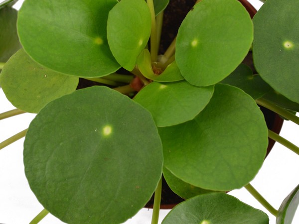 Pilea peperomioides