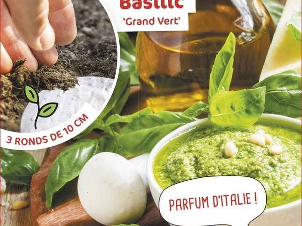 Basilic Grand vert