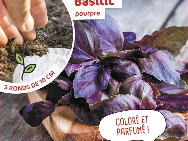 Basilic Pourpre