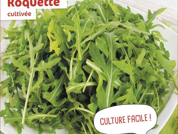 Roquette Cultivée