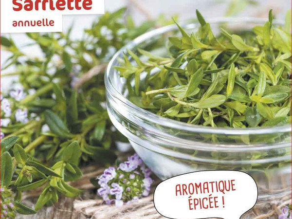 Sarriette Annuelle