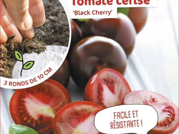 Tomate cerise Black Cherry