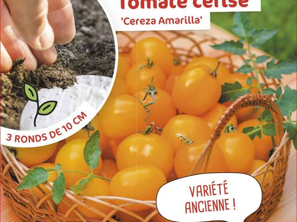 Tomate cerise Cereza Amarilla