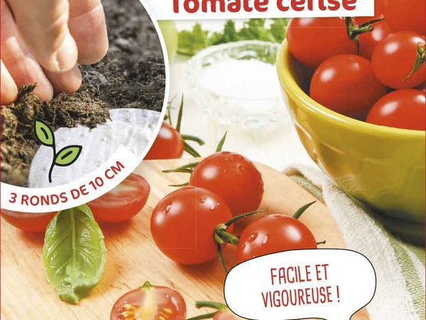 Tomate cerise 