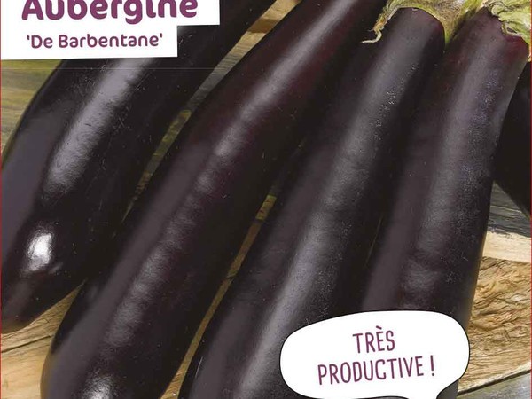 Aubergine De Barbentane