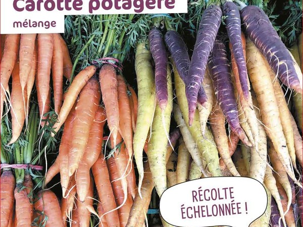 Carotte potagère Mélange