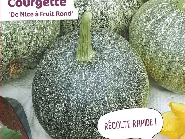 Courgette De Nice à Fruit Rond