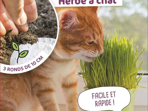 Herbe à chat 